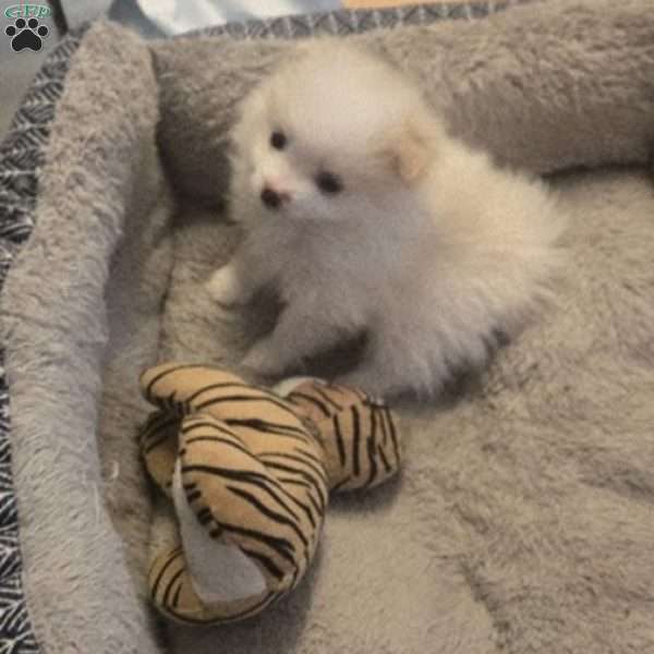 Vicky, Pomeranian Puppy